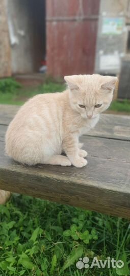 Кошка в дар бесплатно