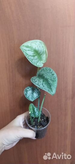 Эпипремнумы, сциндапсусы сортовые