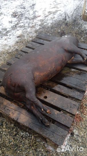 Забойщик скота