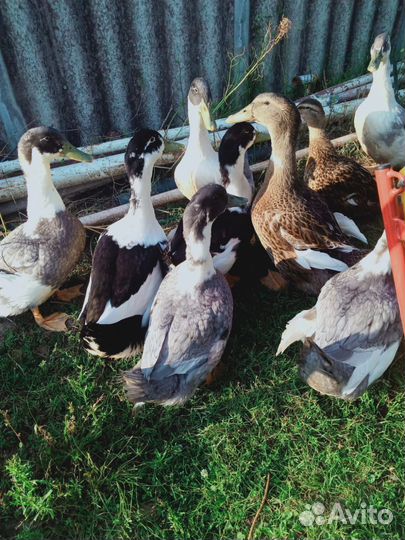 Утки домашние