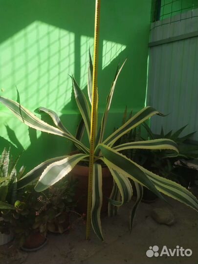 Кактусы и агавы