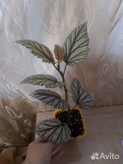 Бегония Продана