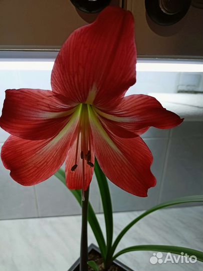 Луковицы амариллиса