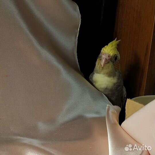Попугай корелла самка