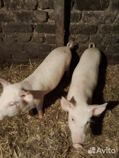 Поросята породы ландрасы