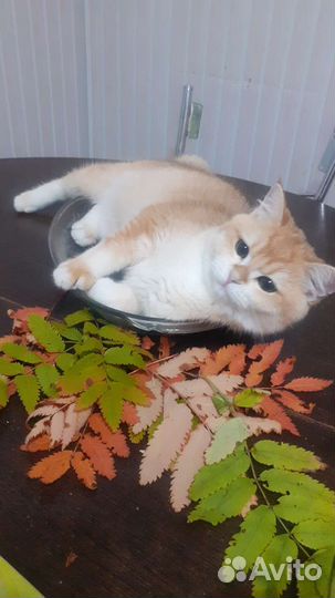 Кот тик.золото ny 12