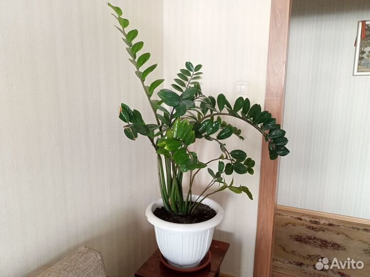 Комнатное растение замиокулькас, долларовое дерево