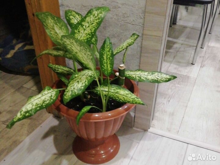 Цветы для дома