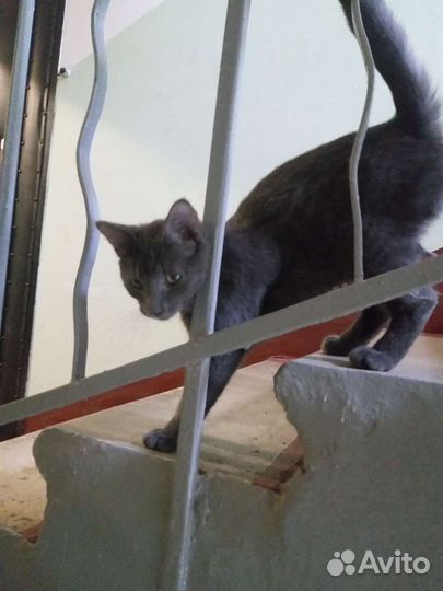 Найден Котёнок, 7 мес, метис Русская голубая