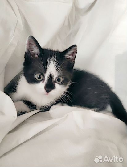 Маленький котик