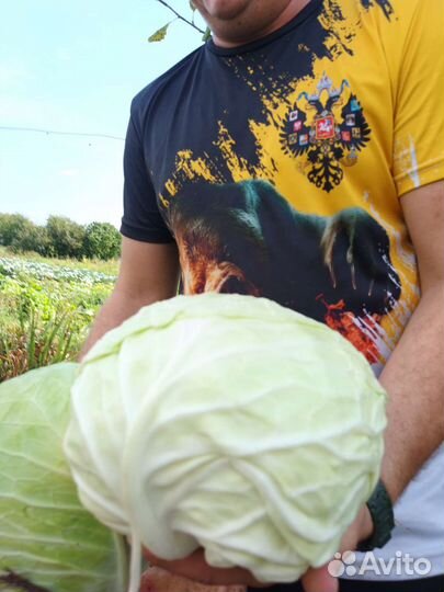 Продам картофель