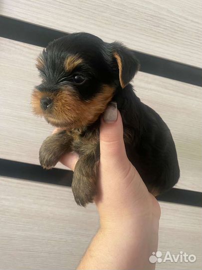 Йоркширский терьер щенки