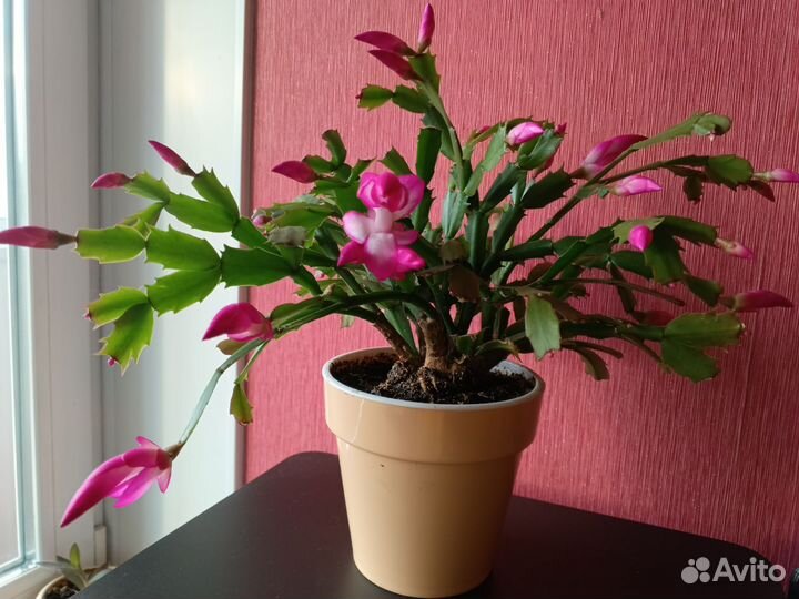 Декабрист (Шлюмбергера). Комнатное растение
