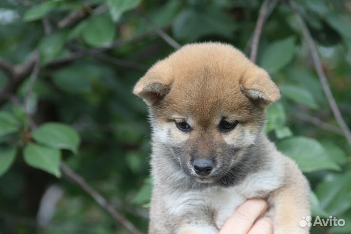 Сиба ину шиба