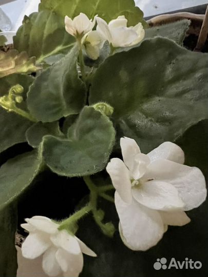 Фиалка белая листик срез