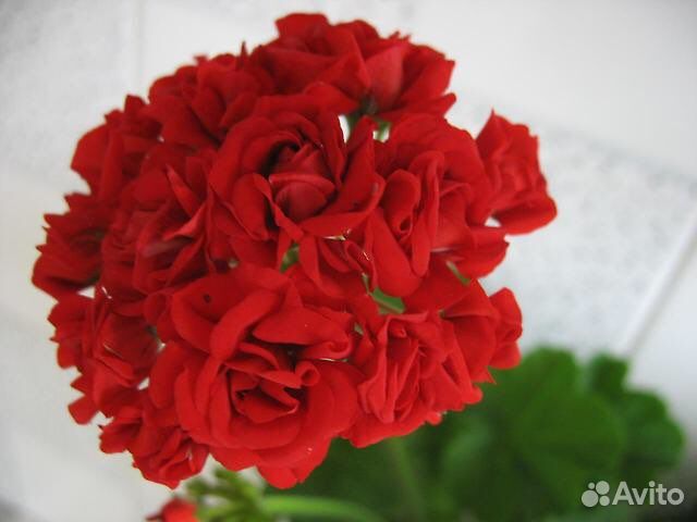 Пеларгония герань розебудная