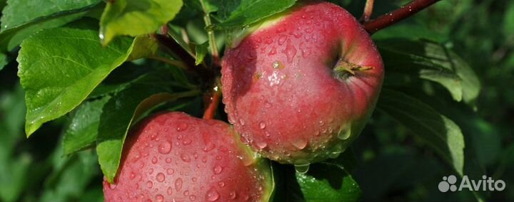 Разнорабочий на сбор яблок (Вахта, без опыта)