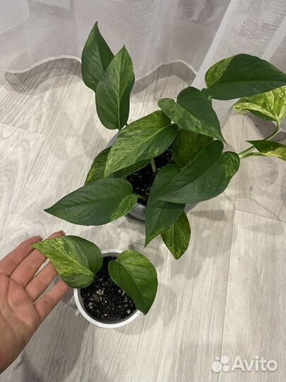 Эпипремнум/Сциндапсус