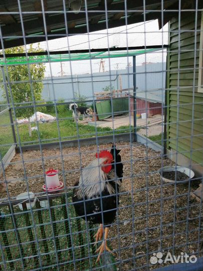 Петух Загорская лососевая