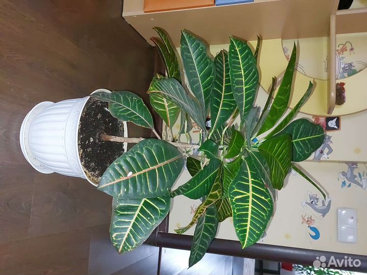 Кодиеум кротон (высота 55 см)