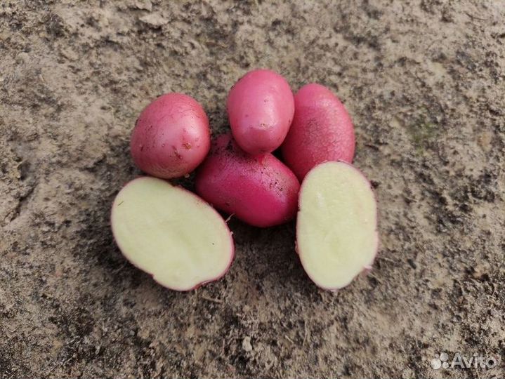 Семенной картофель, мини-клубни