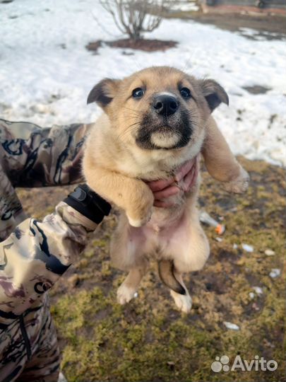 Собака в добрые руки отдам бесплатно