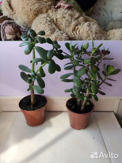 Толстянка (денежное дерево)