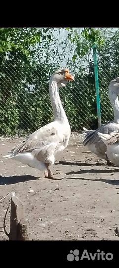 Холмогорские гусята