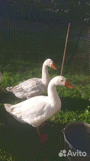 Гусь и две гусыни