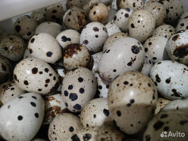 Яйца перепелиные инкубационное