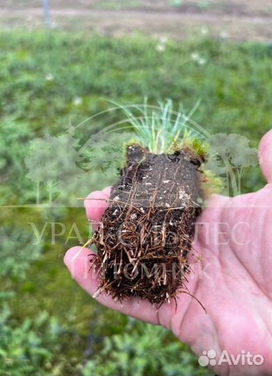 Сеянцы на лесовосстановление Горная сосна Мугус зк