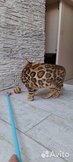 Бенгальские котята шоу класса