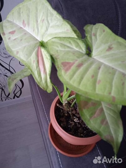 Золотая Венеция, Конфетти