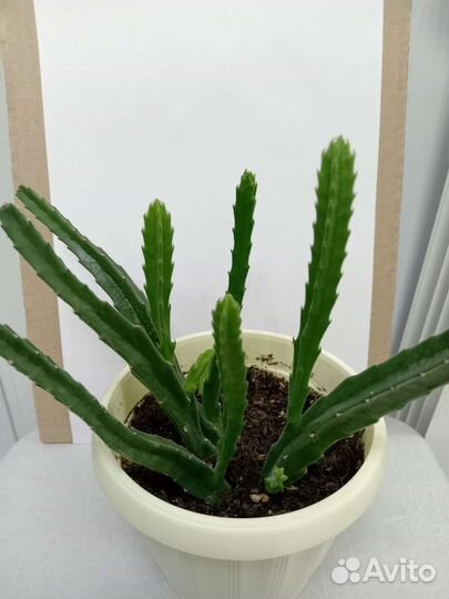 Суккуленты