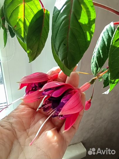 Комнатные растения цветы