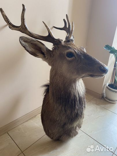 Голова оленя