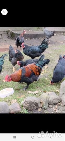 Курочек нет,яйцо маран, яйцо голубое