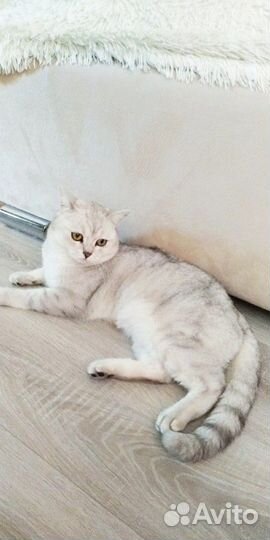 Кот на вязку
