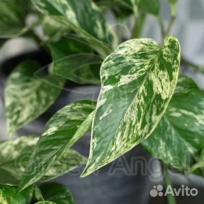 Сциндапсус, Клеродендрум Бунге, Перец острый