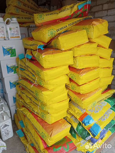 Семена подсолнечника