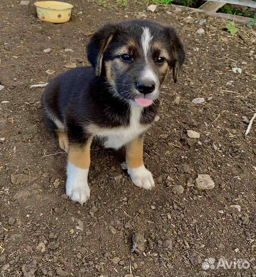 Отдам бесплатно щенки