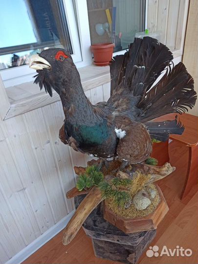 Чучело глухаря