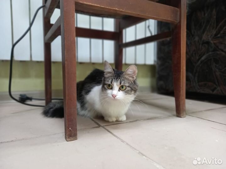 Котята в добрые руки бесплатно