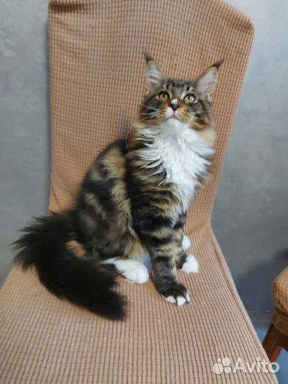 Котята мейн-кун
