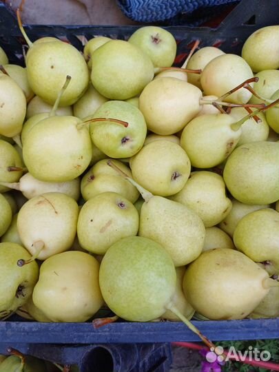 Груша