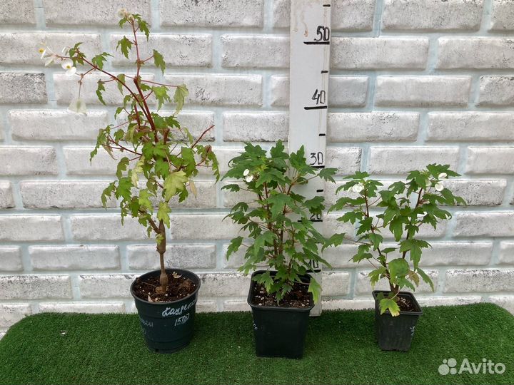 Бегония каудексная / Бегония дрега