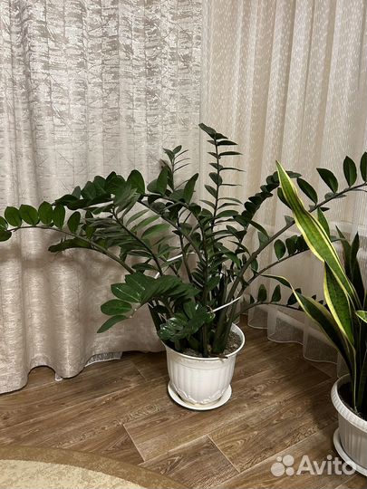 Замиокулькас