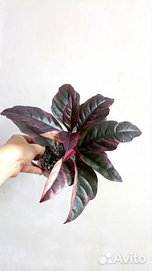 Псевдоэрантемум Комнатные растения Цветы