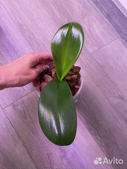 Не цветет. Мастерпис. Орхидея