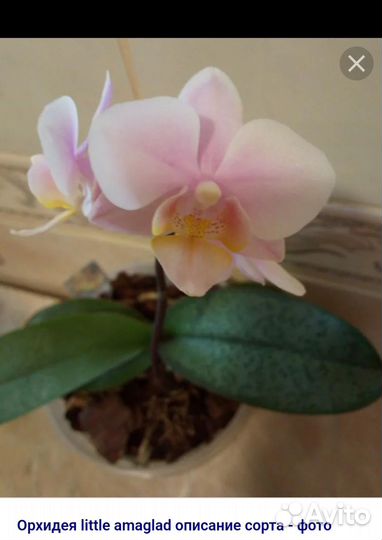 Орхидеи фаленопсис